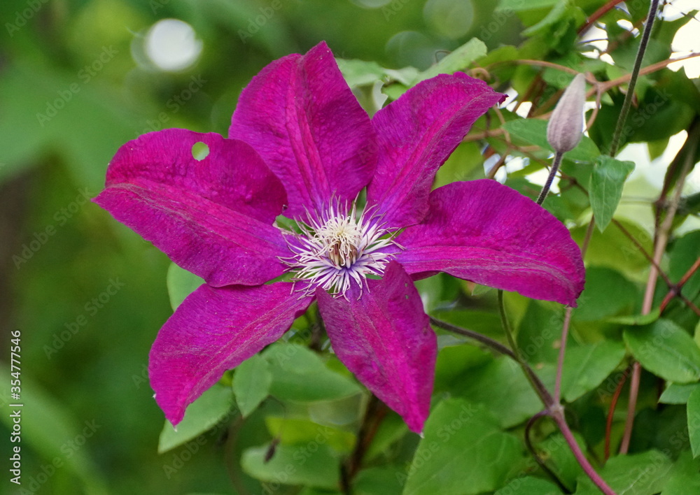 Beautiful purple color of Clematis flower at full bloom Beautiful purple color of Clematis flower at full bloom