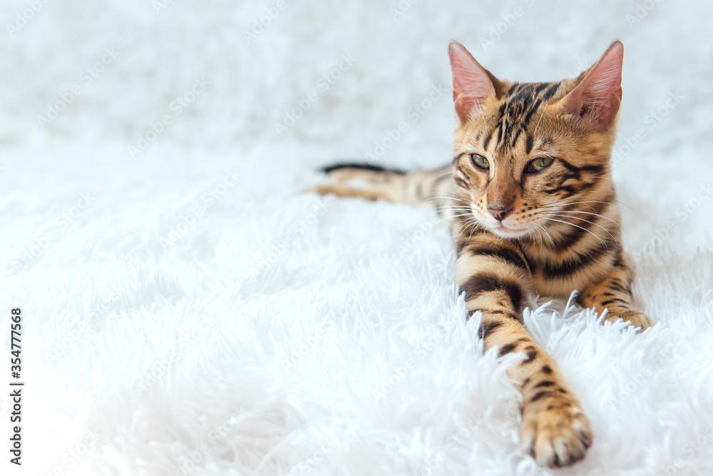 Young bengal kitty cat laying on the white background.