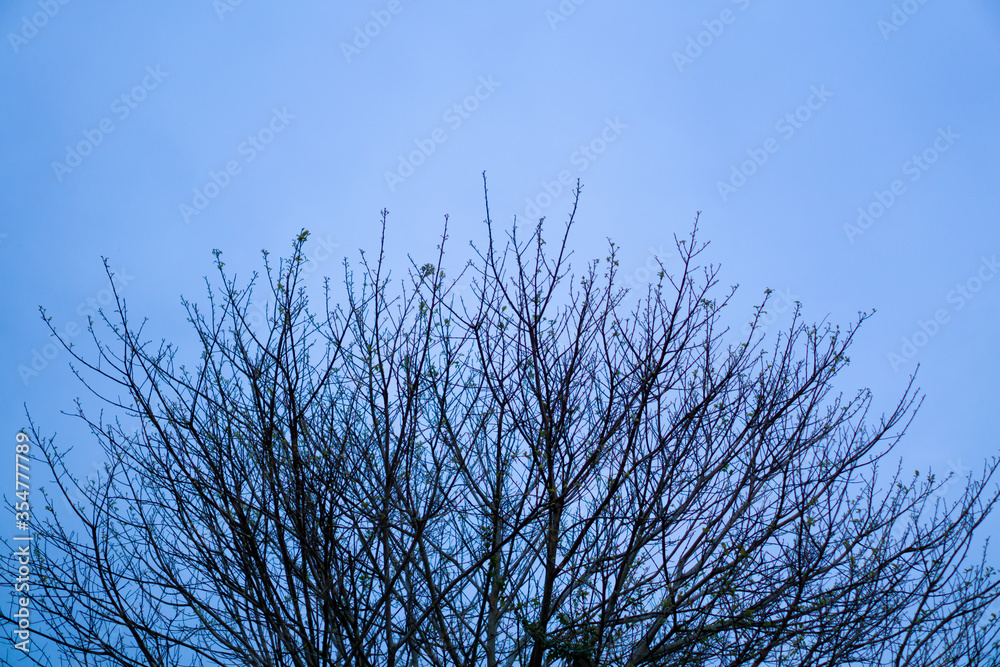 tree branches with blue sky background