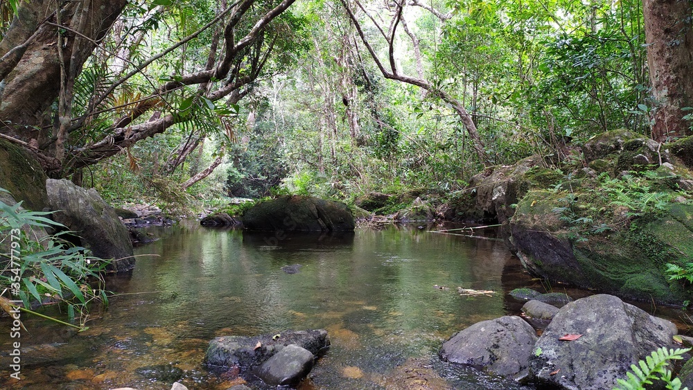 Fototapeta premium river in the forest