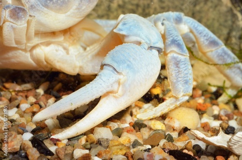 Albino river crab Potamon sp. in natural environment, extreme close-up of the claw. Zoology, carcinology, environmental protection theme photo