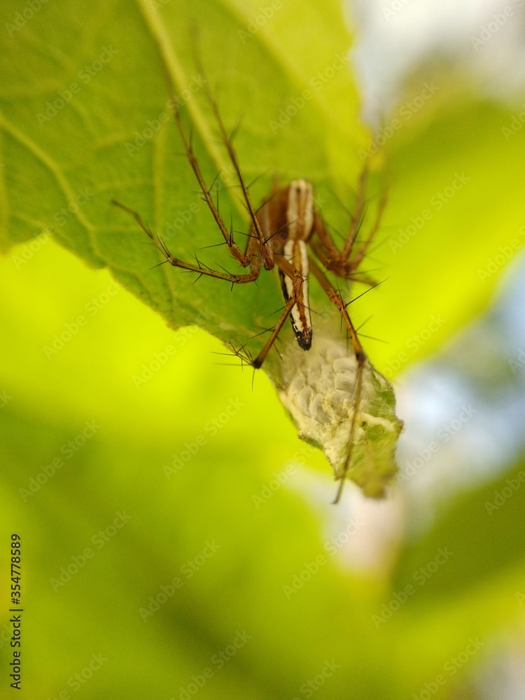 Poisonous spider inside green leaf. Arachnophobia concept, fear of spider. Spider bite or fingering. Spider on spider web. Jumping Spider. Poisonous spider inside green leaf. Arachnophobia concept, fear of spider. Spider bite or fingering. Spider on spider web. Jumping Spider.