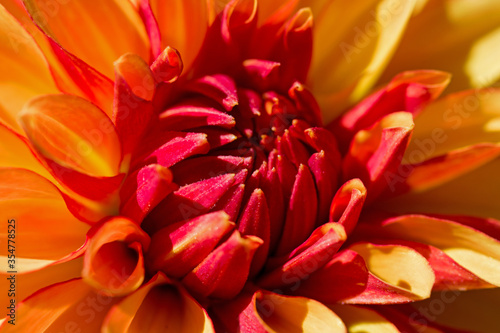 Red and orange dahlia flower close up