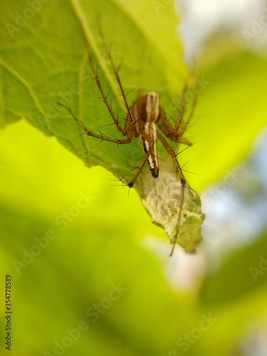 Poisonous spider inside green leaf. Arachnophobia concept, fear of spider. Spider bite or fingering. Spider on spider web. Jumping Spider. © genthophoto