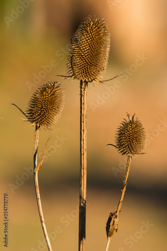 dry thistle flowers