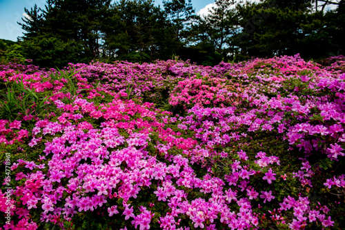 万年山のミヤマキリシマ