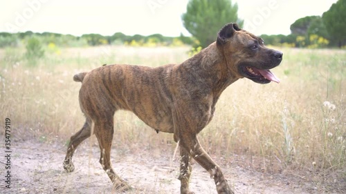 portrait of spanish alano dog sitting in the field. prey dog. selective focus. photo