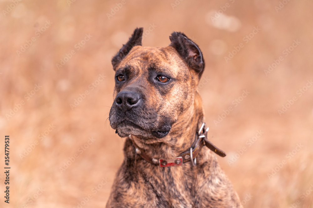 portrait of spanish alano dog posing in the field. prey dog. selective focus