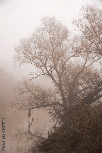 Tree in fog in the winter © Laurie Wilson