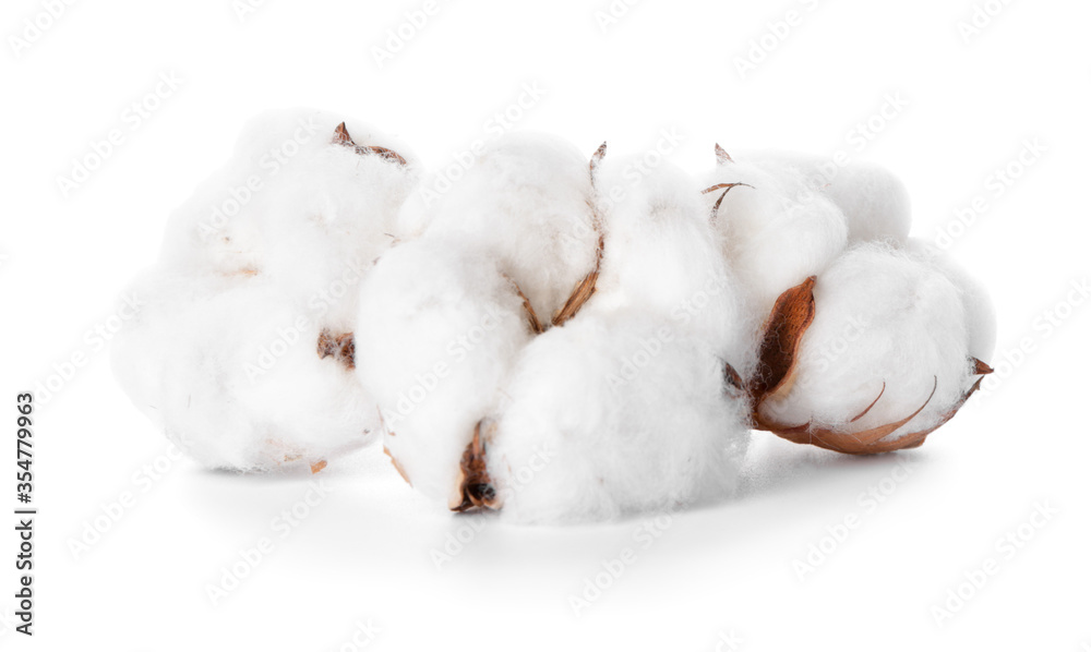 Beautiful cotton flowers on white background Beautiful cotton flowers on white background