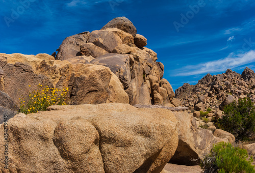Brittlebush (Encelia farinosa) on Monzogranite Formations,Quail Springs, Joshua Tree National Park,California,USA