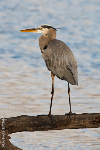 Great blue heron perched on a tree branch