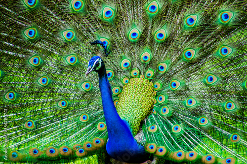 Fotografie Close up of a peacock