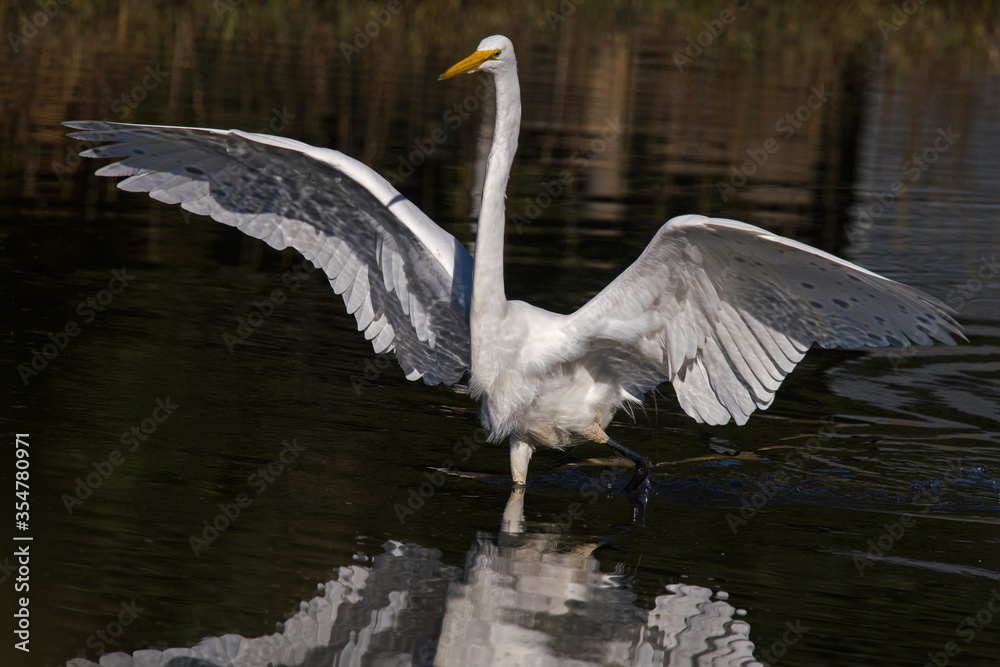 Fototapeta premium Great egret moving in on prey