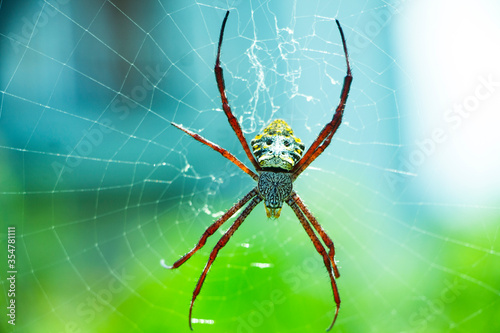 Spiders are a type of animal with booklets (arthropods) with two body segments, four pairs of legs, wingless, and no chewing mouth. All types of spiders are classified in the Araneae order; and along 