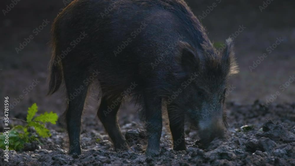 A large wild boar in a natural environment looking for food. A large wild boar in a natural environment looking for food.