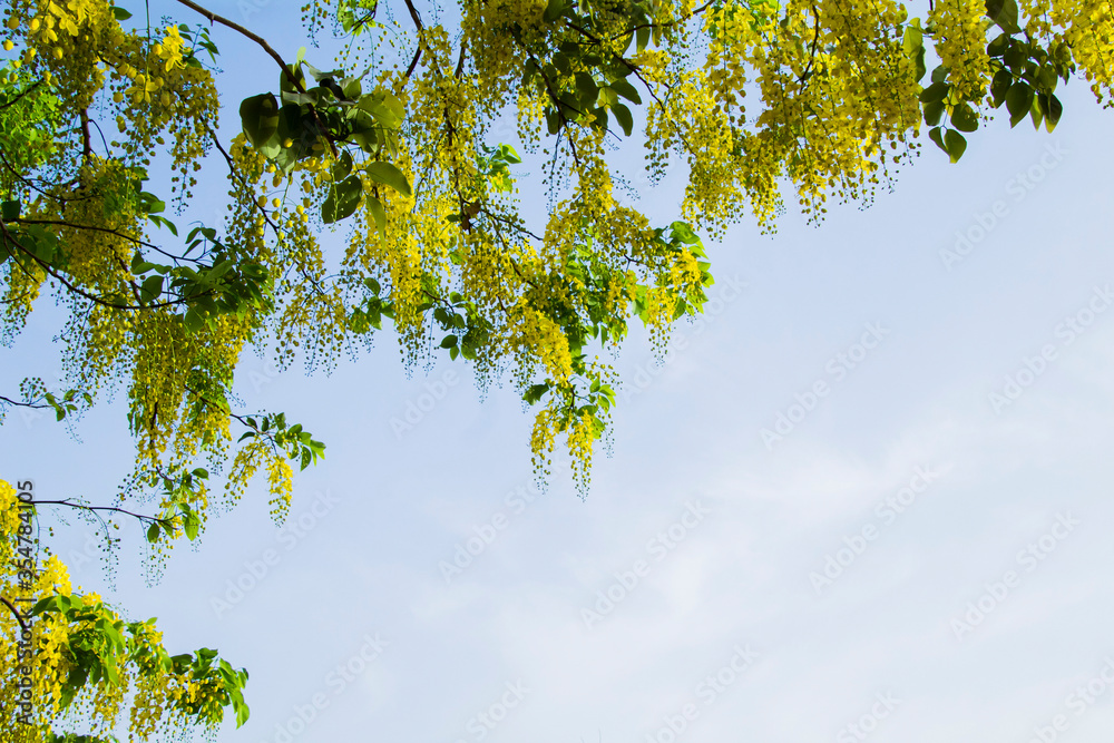 Fototapeta premium Yellow flowers hanging from tree