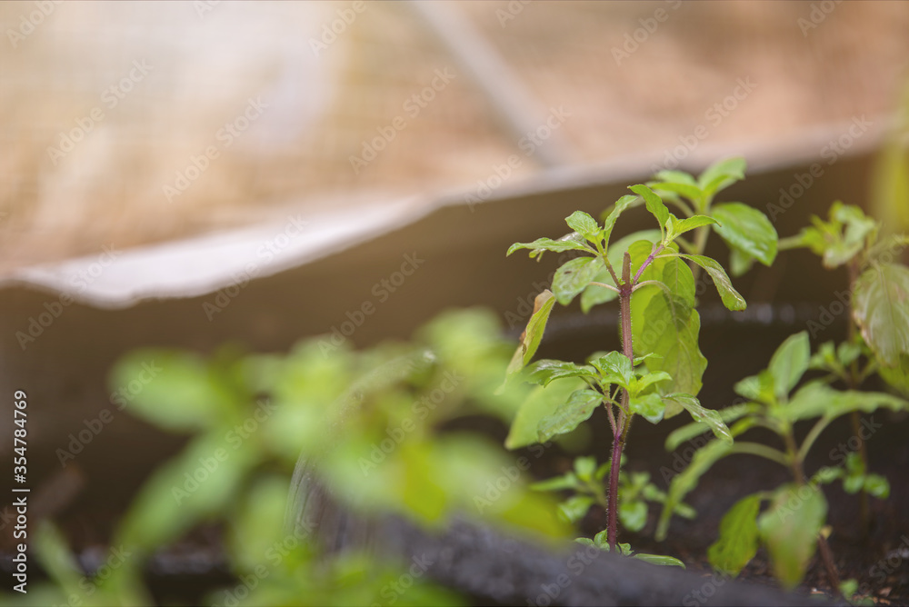 Closeup holy basil Choose focus Closeup holy basil Choose focus