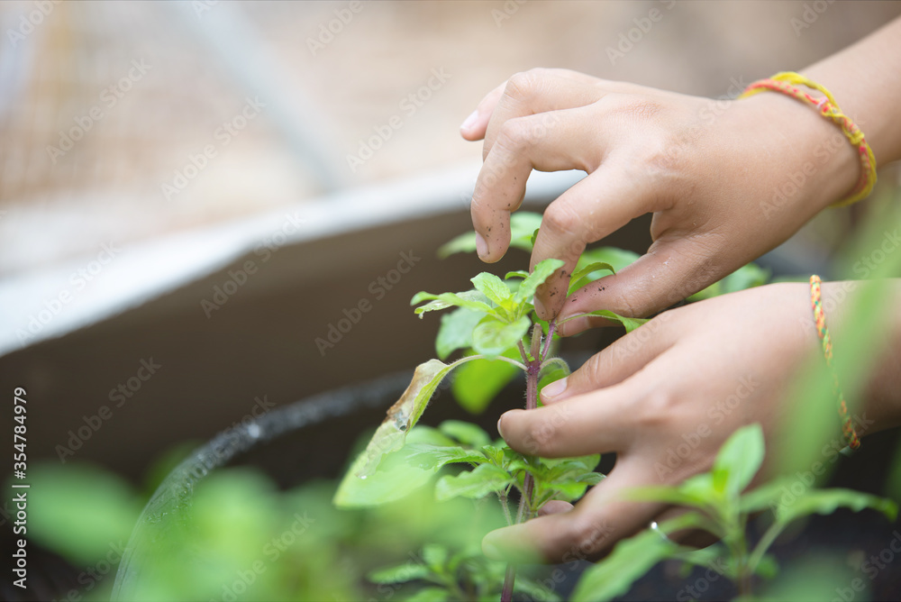 Woman's hand catching a part of holy basil.