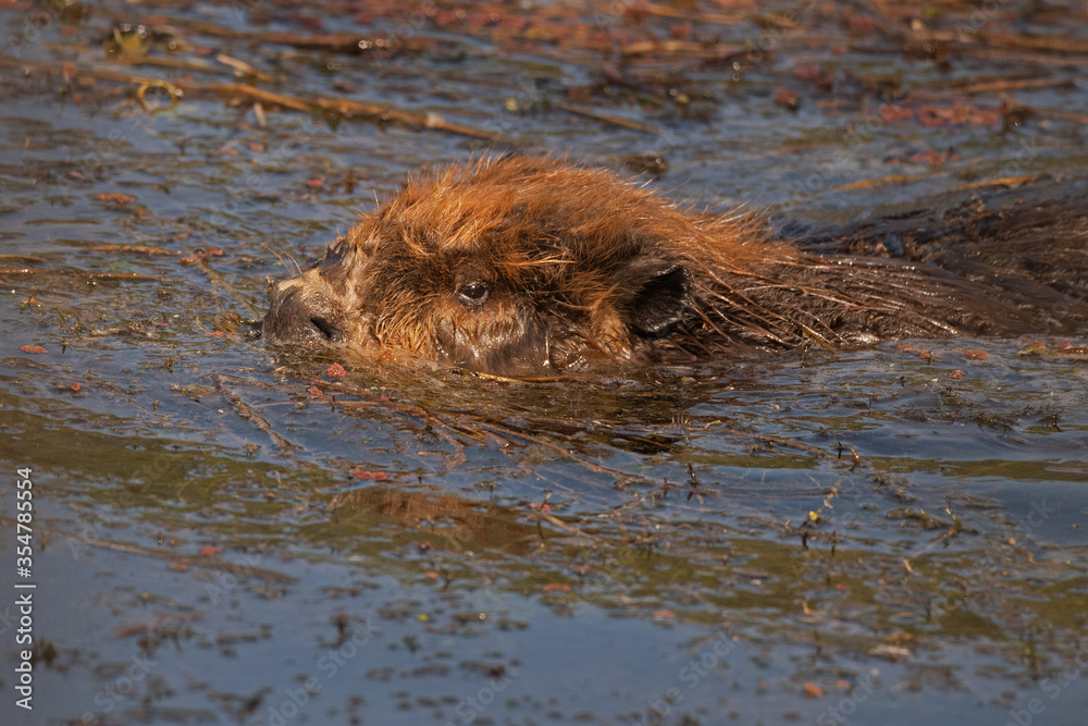 North American Beaver swimming in the river North American Beaver swimming in the river