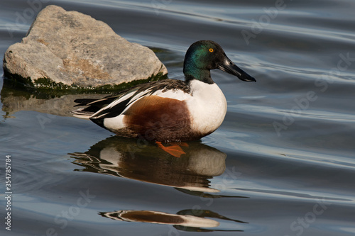 Northern Shoveler male duck in the water