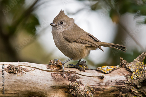 Oak titmouse on a log