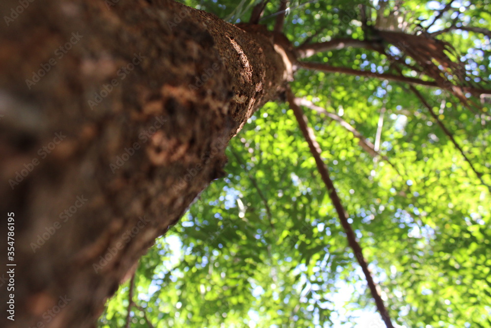tree in the forest tree in the forest