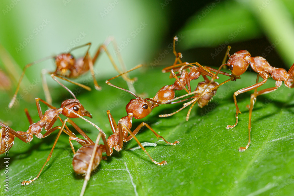 The Red Ant team is on the way. Help friends On the green leaves,Macro photography The Red Ant team is on the way. Help friends On the green leaves,Macro photography
