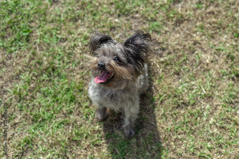Mini schnauzer dog sitting on a grass field at the park, eagerly awaiting a toy to be thrown Mini schnauzer dog sitting on a grass field at the park, eagerly awaiting a toy to be thrown