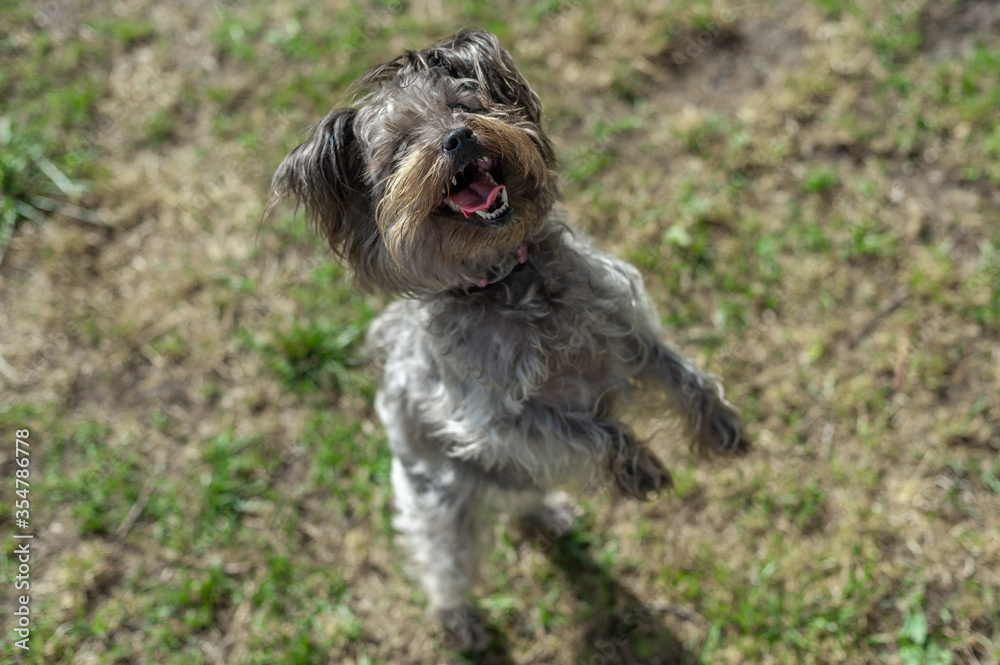 Mini schnauzer dog sitting on a grass field at the park, eagerly awaiting a toy to be thrown Mini schnauzer dog sitting on a grass field at the park, eagerly awaiting a toy to be thrown