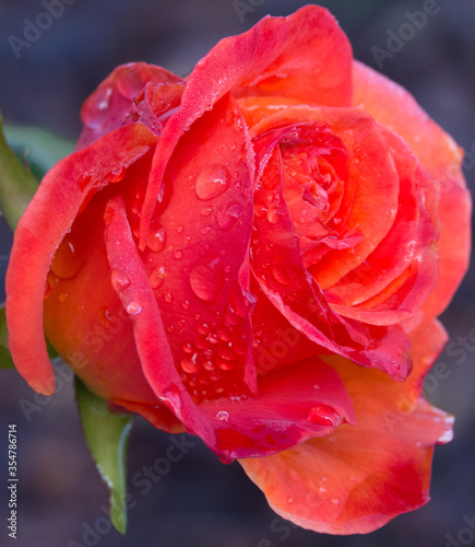Orange Rose With Rain Drops