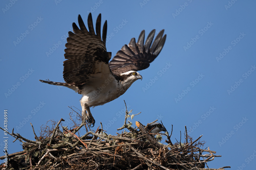 Osprey Female Lifts off in flight from nest Osprey Female Lifts off in flight from nest