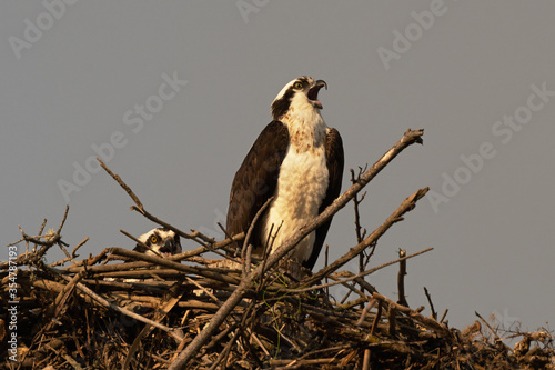 Osprey male and female calling together