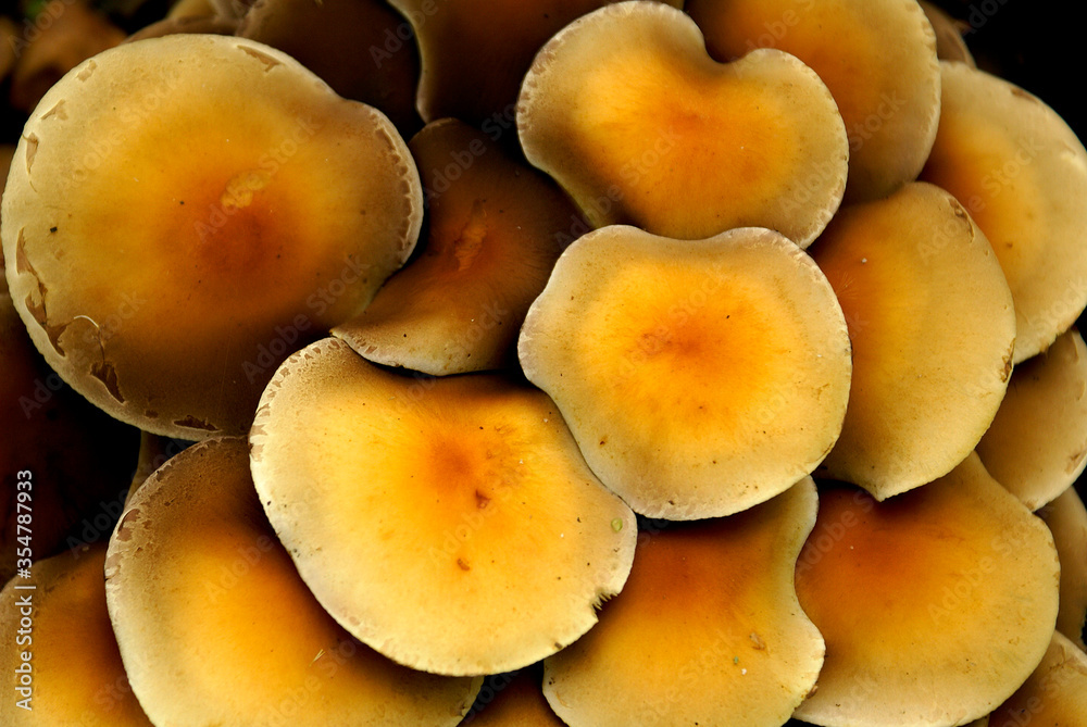 Wild yellow Mushrooms close up detail in a small group Wild yellow Mushrooms close up detail in a small group