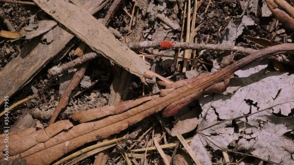 Small tiny spider mite crawls on brown twigs and leaves in forest ground, overhead close up pan