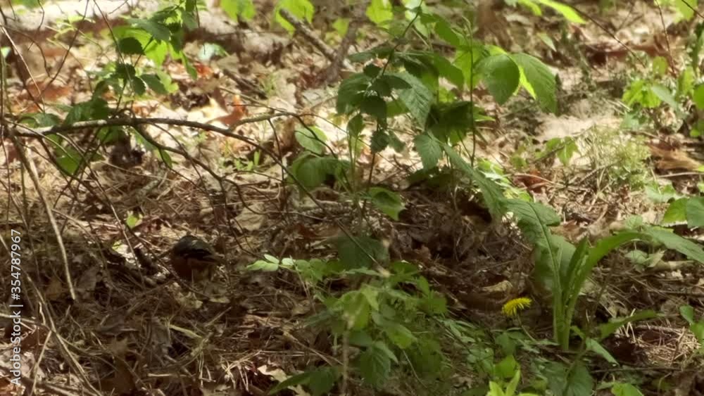 One small bird kicking ground cover looking for food in green wooded forest, static close up One small bird kicking ground cover looking for food in green wooded forest, static close up