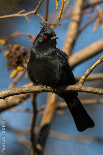 Phainopepla Male on a tree branch photo