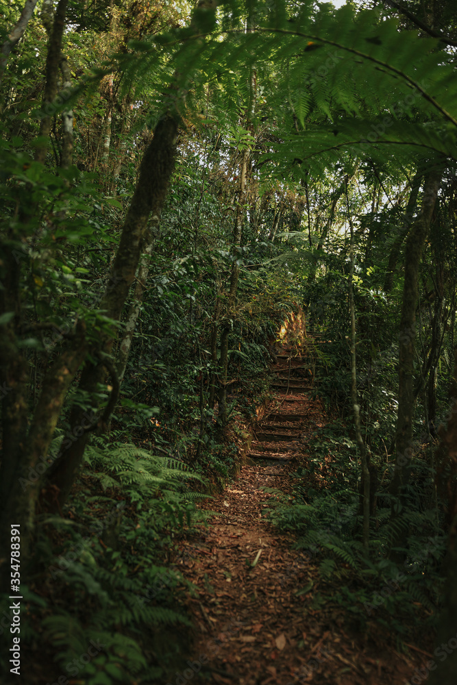 Obraz premium path in the forest