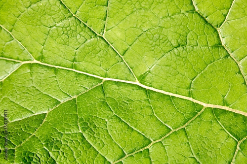 Fresh green leaf close-up with shallow depth of field. Natural background.
