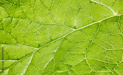 Fresh green leaf close-up with shallow depth of field. Natural background.