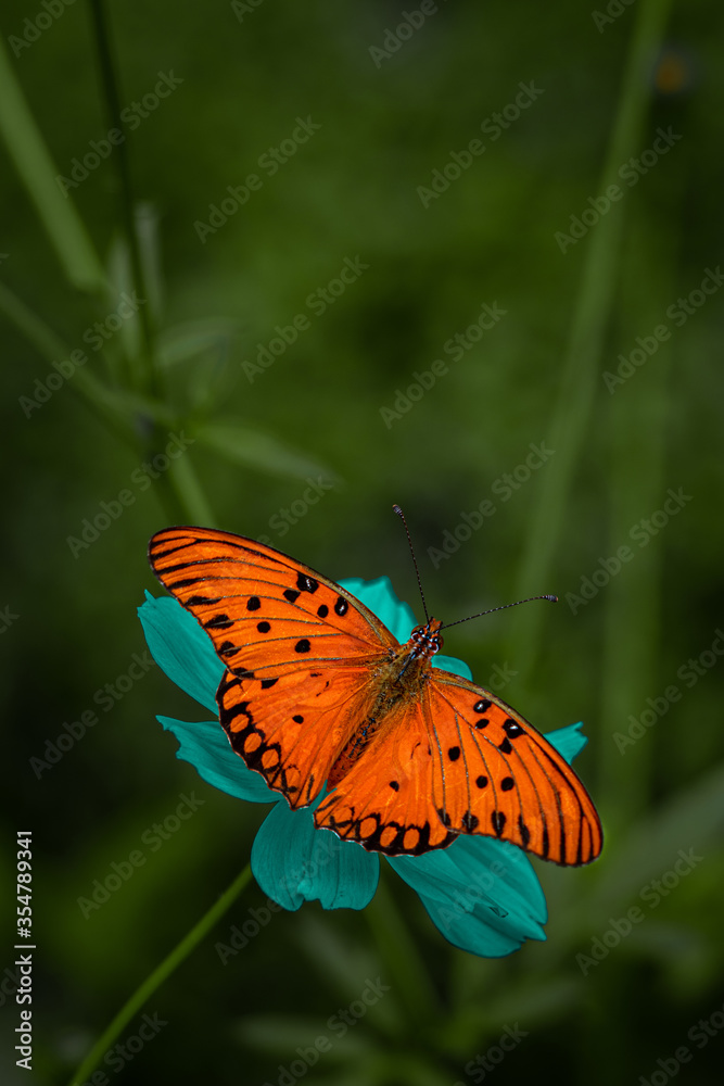 Obraz premium painted lady butterfly