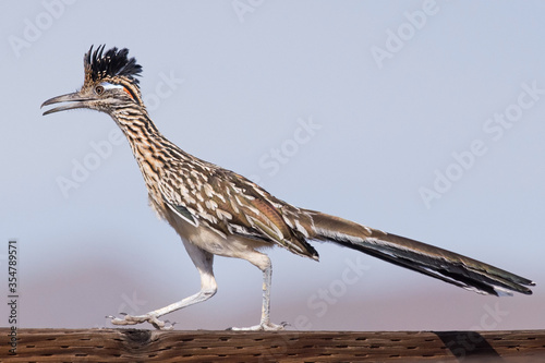 Roadrunner walking on a wooden fence rail