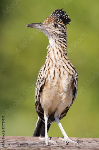 Fotografie Roadrunner sitting on a wooden fence
