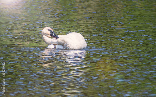 A swan is dancing in water