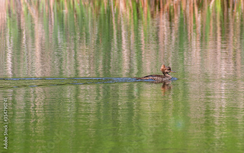 Hooded Merganser  Lophodytes cucullatus  couple are swimming in a lake 