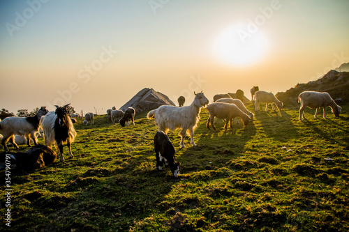 A flock of sheep sitting on a mountain © Kandarp