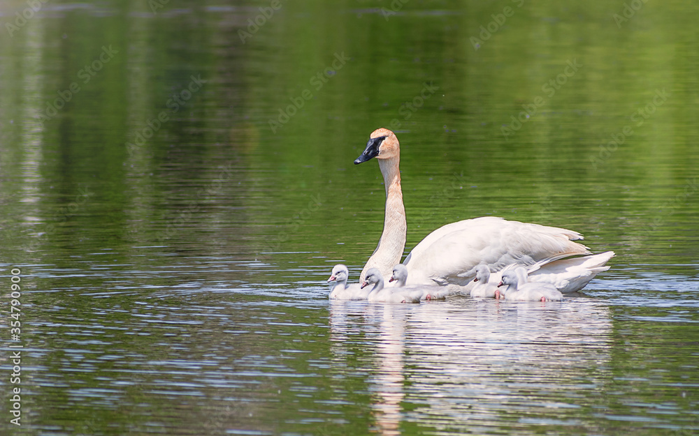 Baby Swans and Parents are Swimming on Lake at summer time Baby Swans and Parents are Swimming on Lake at summer time
