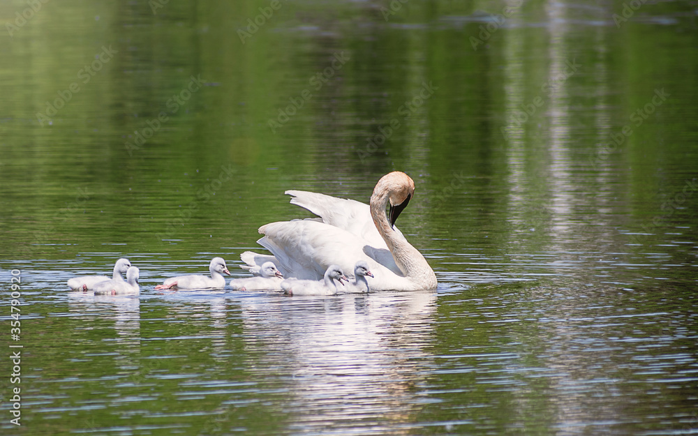 Baby Swans and Parents are Swimming on Lake at summer time Baby Swans and Parents are Swimming on Lake at summer time