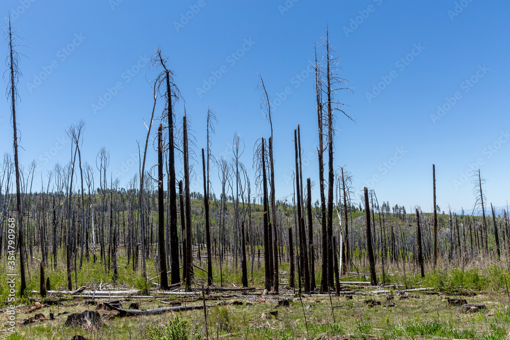 burned forest burned forest