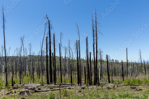 burned forest